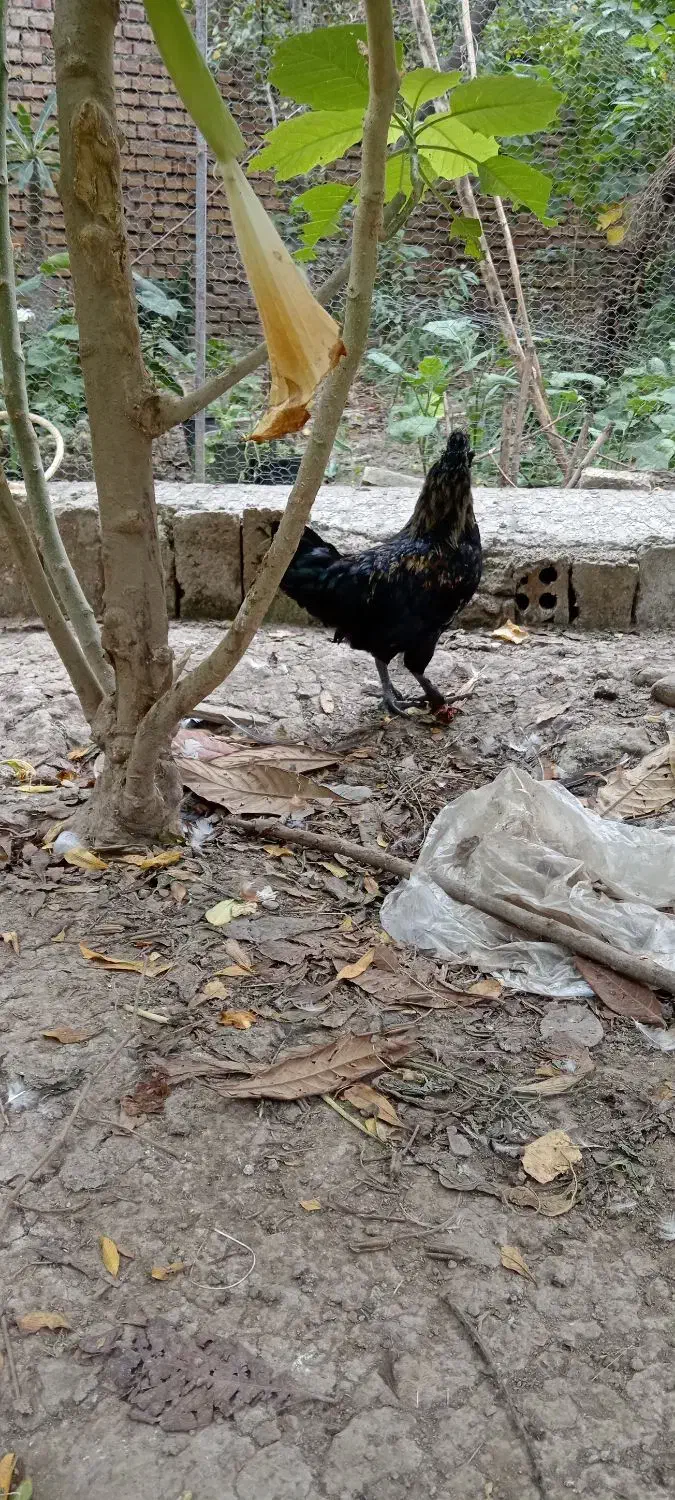 غاز و خروس|حیوانات مزرعه|گرگان, |دیوار