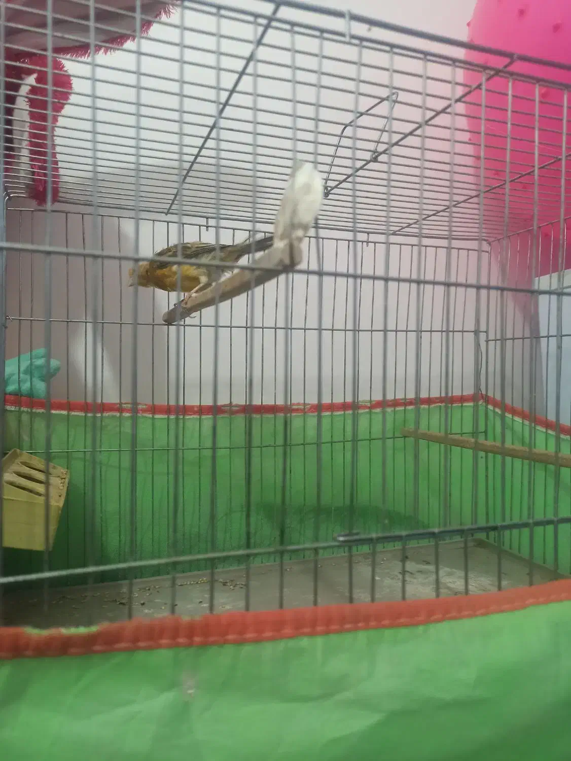 قناری|پرنده|اشکذر, |دیوار