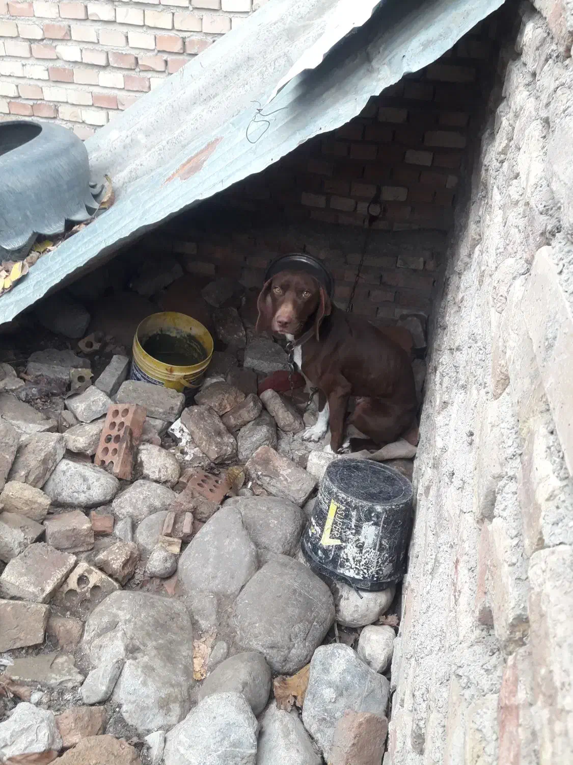 سرگرمی فراغت حیوان خونگی|سگ|رامیان, |دیوار