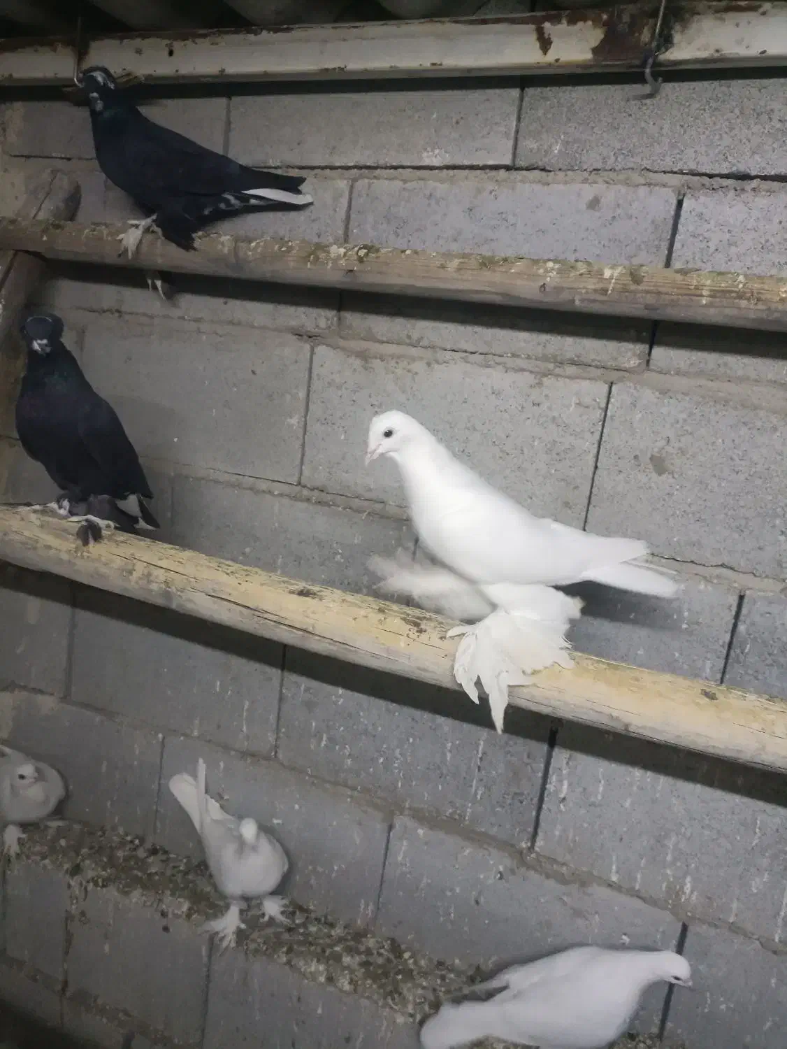 کبوتر|پرنده|تبریز, |دیوار