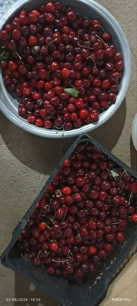گیلاس|خوردنی و آشامیدنی|بیرجند, |دیوار