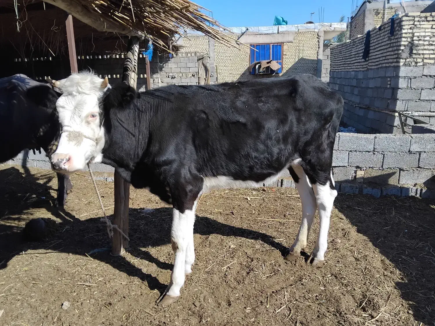 شادگان خنافر خروسی حدبه شمالی|حیوانات مزرعه|شادگان, |دیوار
