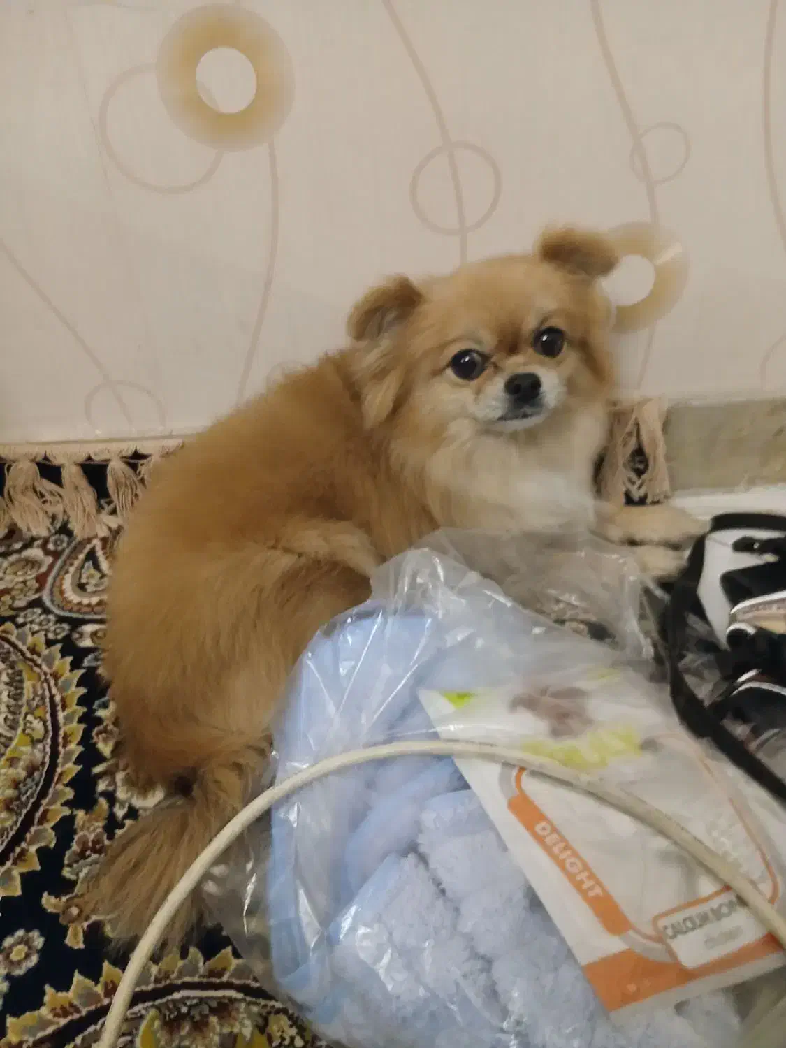 پامرین سگ|سگ|شهر ری, حمزه‌آباد|دیوار