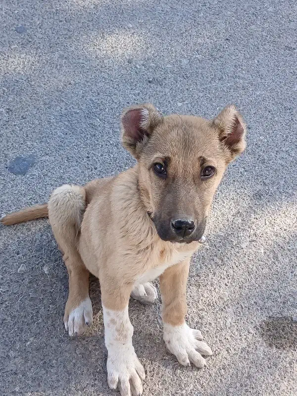 فروش توله نر خراسانی|سگ|فردوس (خراسان), |دیوار