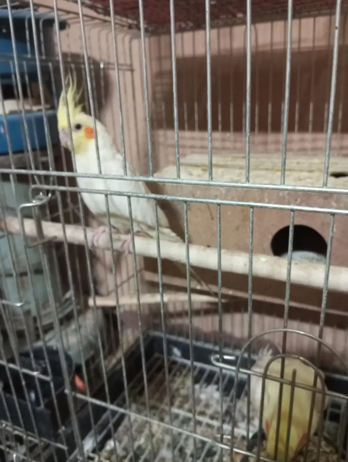 جفت عروس هلندی سفید معاوضه با قناری|پرنده|کیار, |دیوار