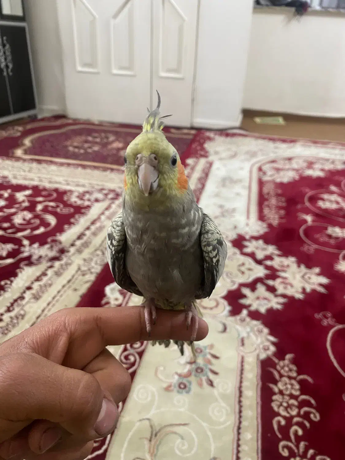 عروس هلندی|پرنده|ری, بازار آهن|دیوار