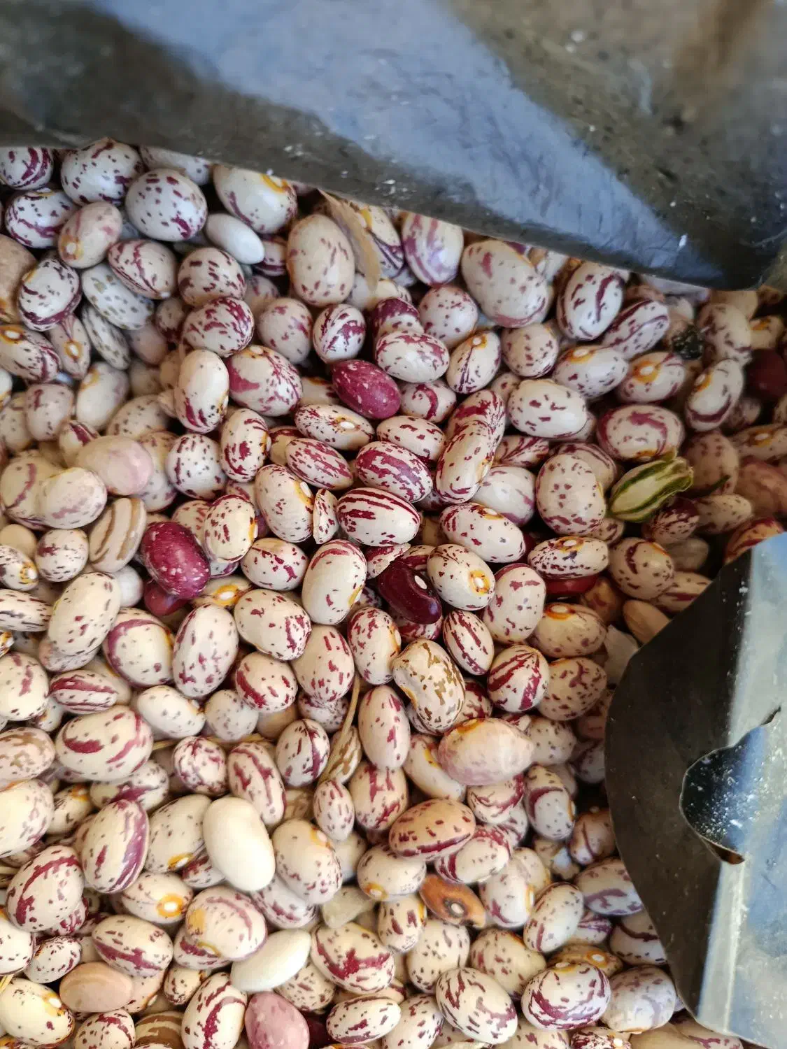 لوبیا چیتی لوبیا قرمز مال کاشت امسال|خوردنی و آشامیدنی|کمیجان, |دیوار