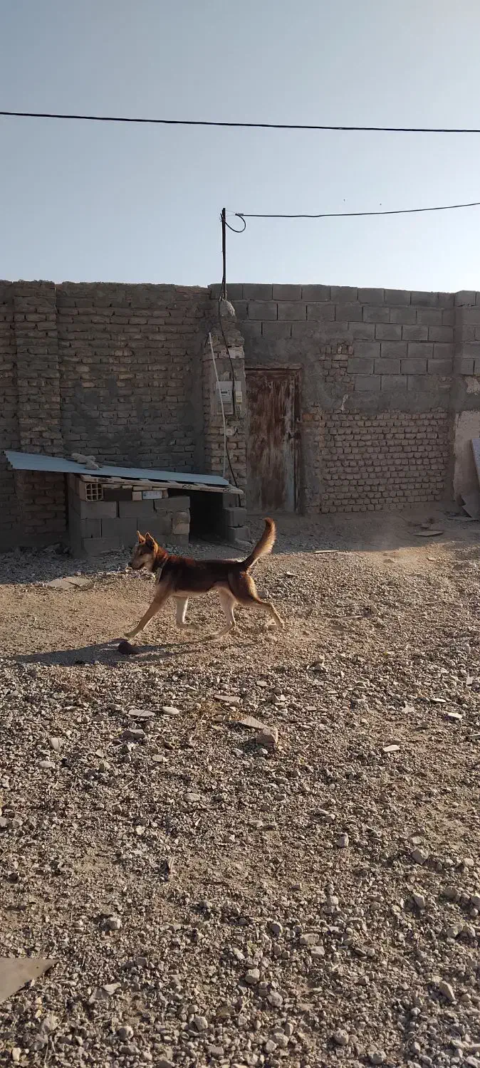 سگ هاسگی|سگ|شاهرود, |دیوار