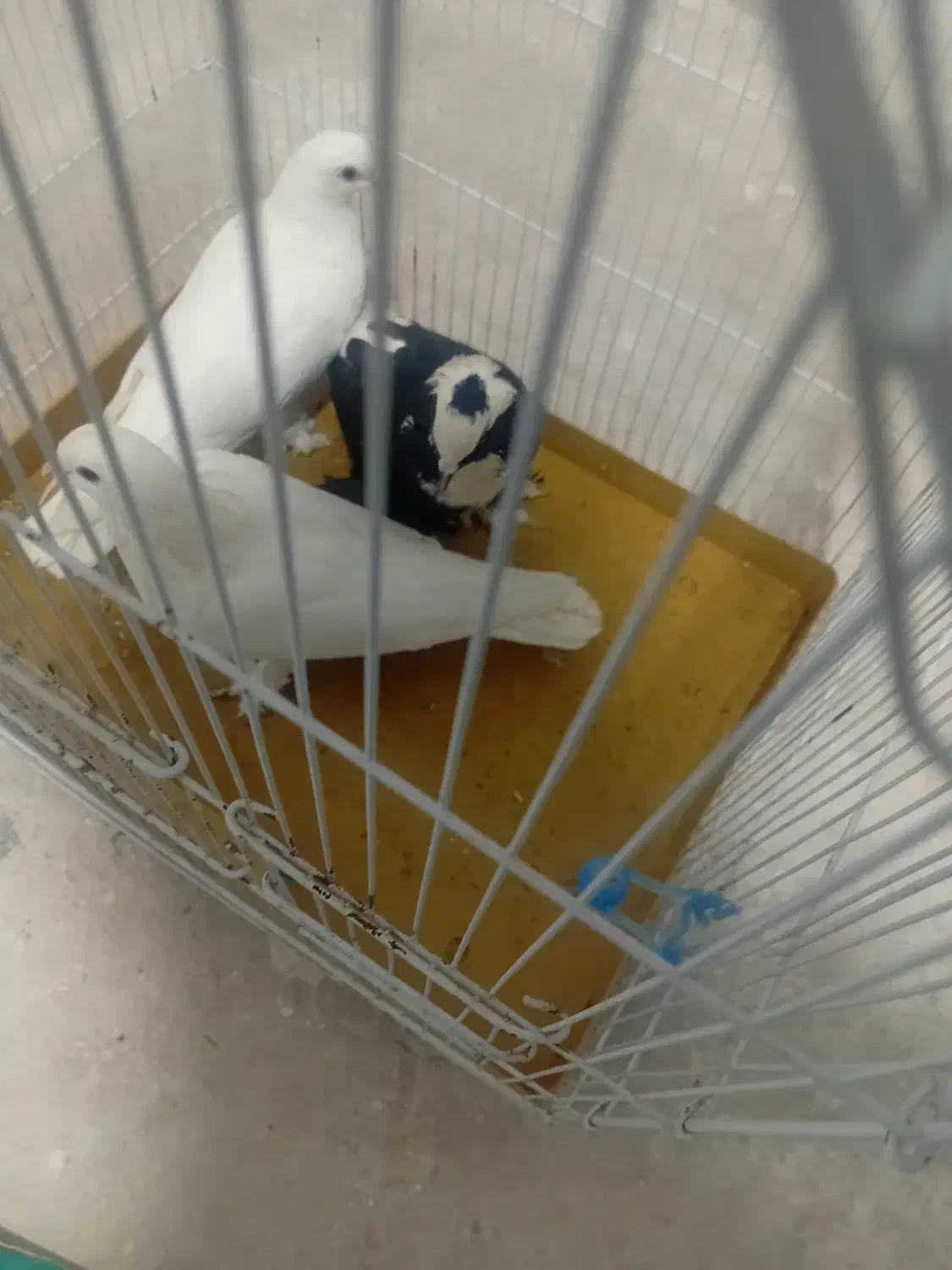 کفتر کبوتر بخاطر تنها بودنش میفروشم|پرنده|مراغه, |دیوار