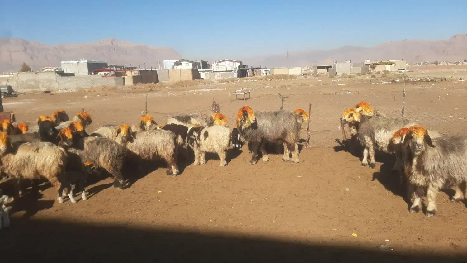 میش داشتی|حیوانات مزرعه|اندیمشک, |دیوار