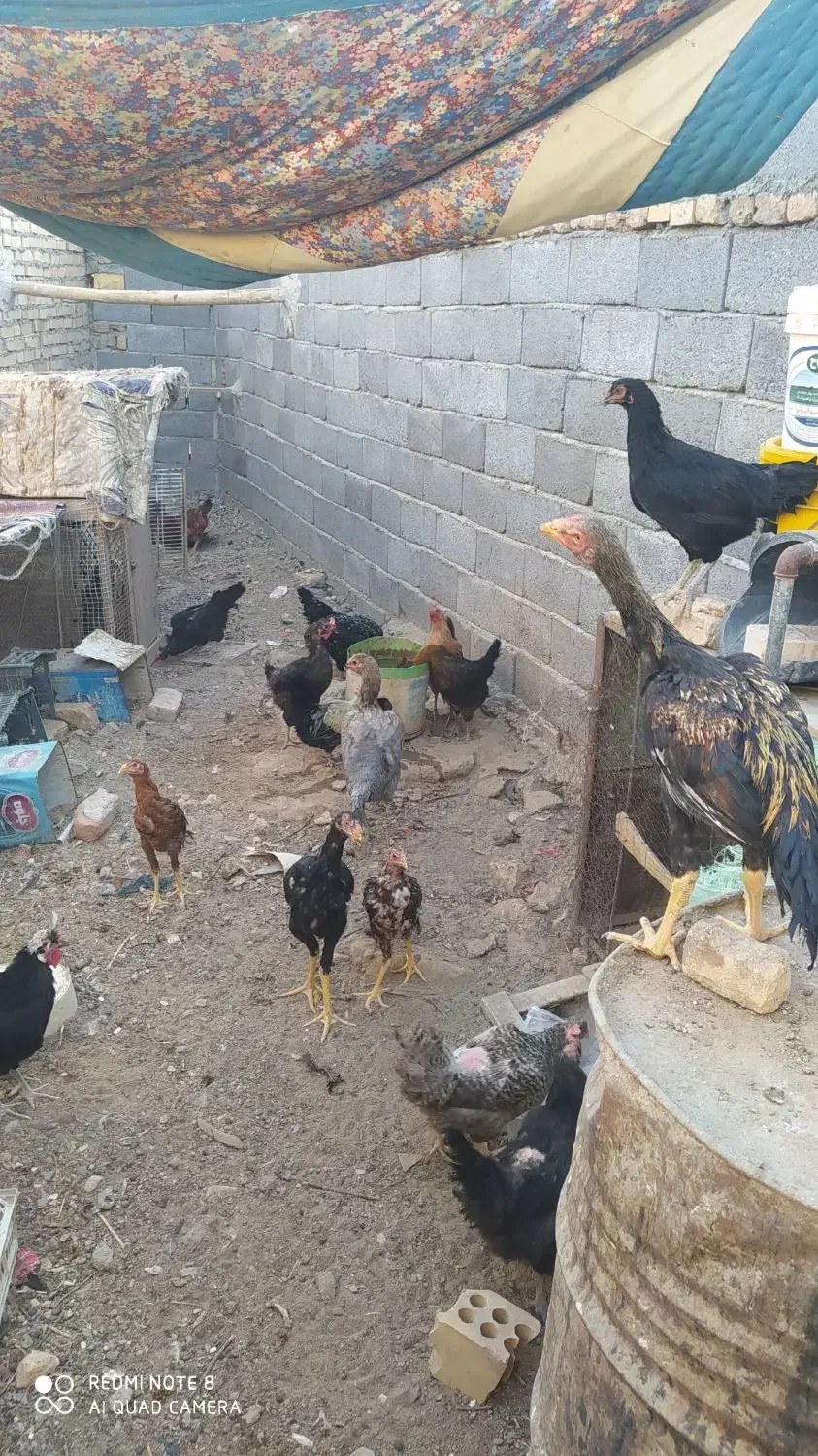 مرغ و خروس|حیوانات مزرعه|گناباد, |دیوار