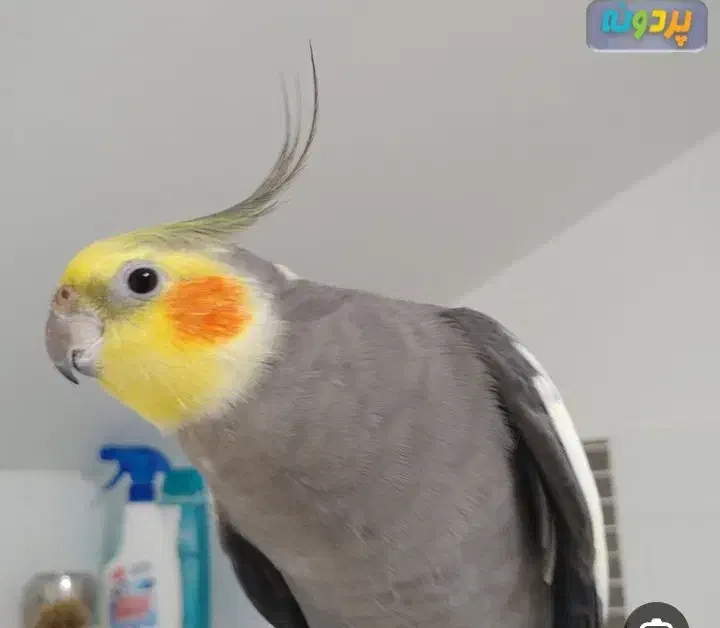 عروسی هلندی گمشده حوالی تلگرد قائمی ۵|حیوانات|مشهد, وحید|دیوار