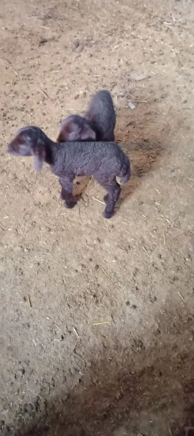 بره نر|حیوانات مزرعه|محمدبار, |دیوار