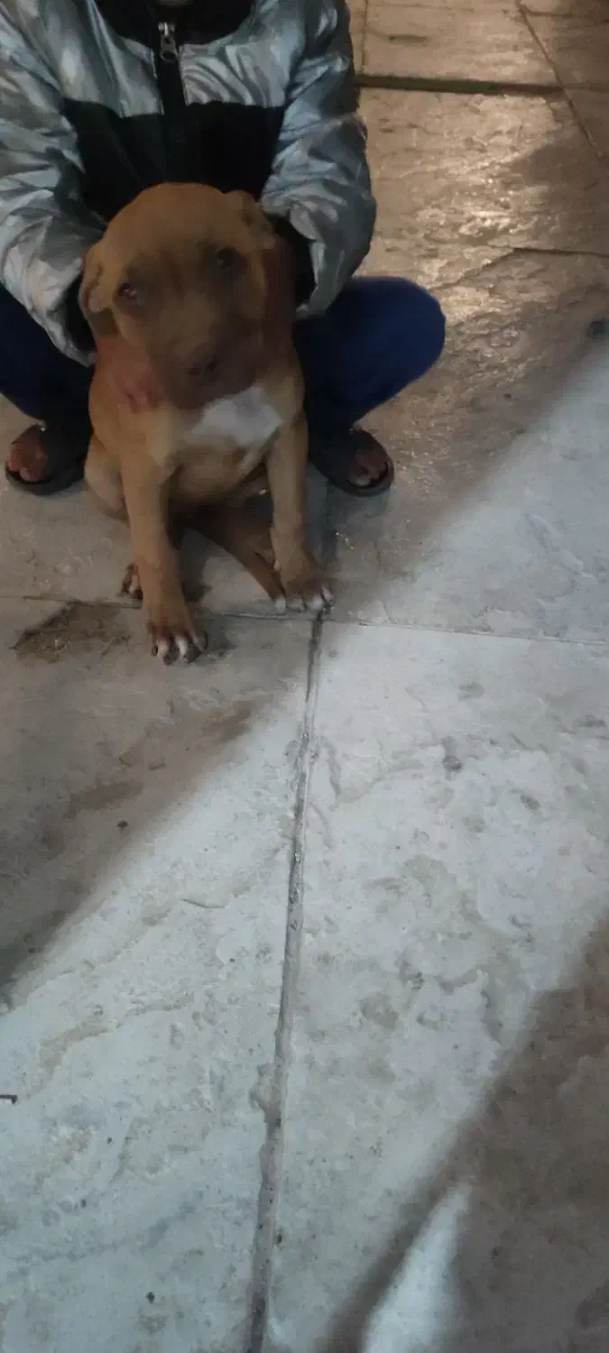 توله سگ پیتبول|سگ|ماهدشت, |دیوار