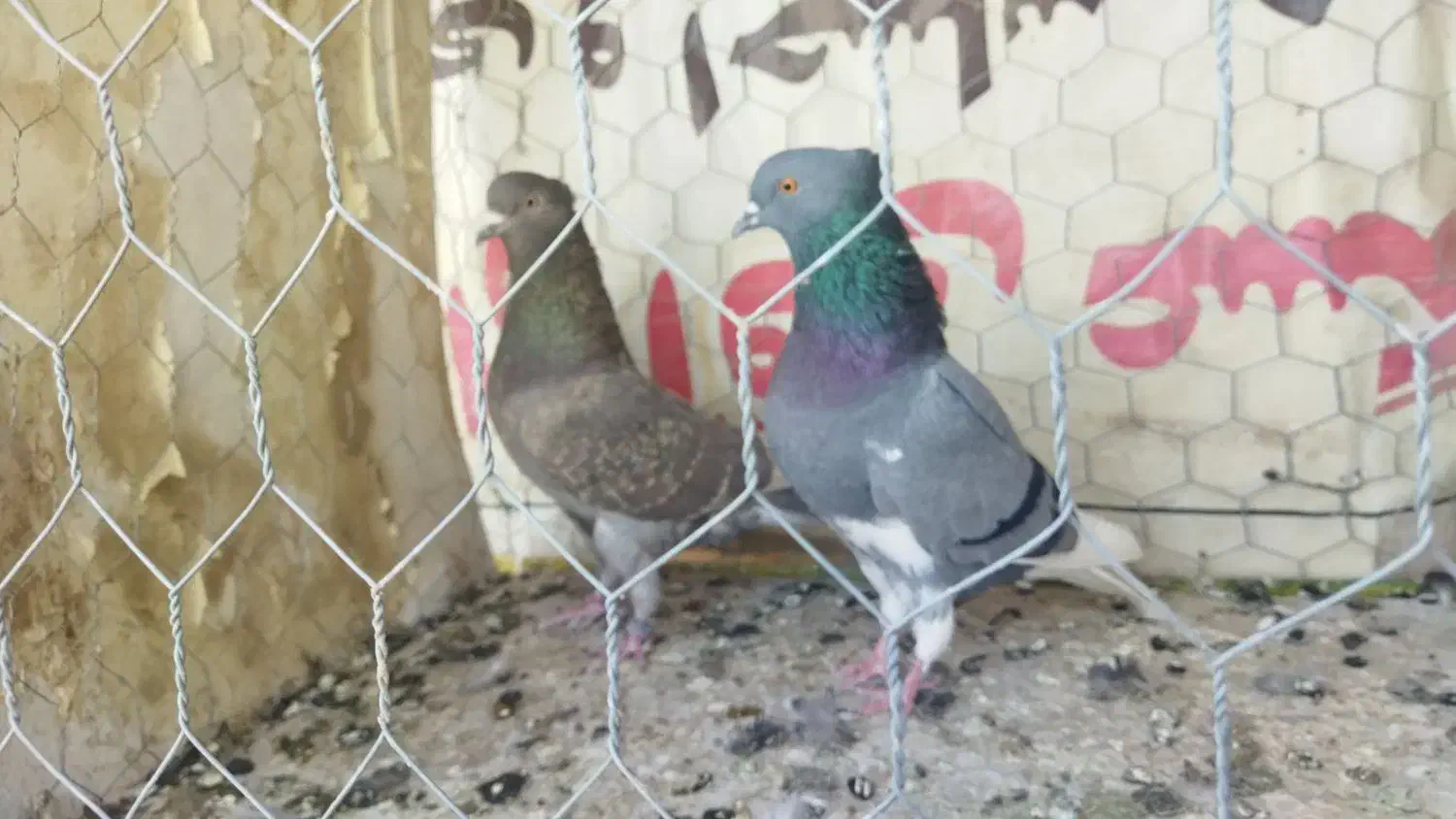 کبوتر پرشی|پرنده|نقده, |دیوار