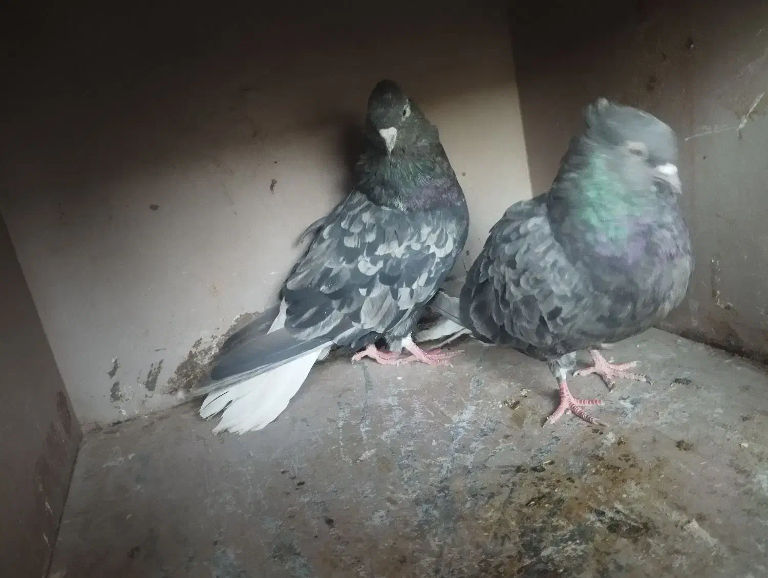 دم سفید|پرنده|اهواز, زیتون کارمندی|دیوار