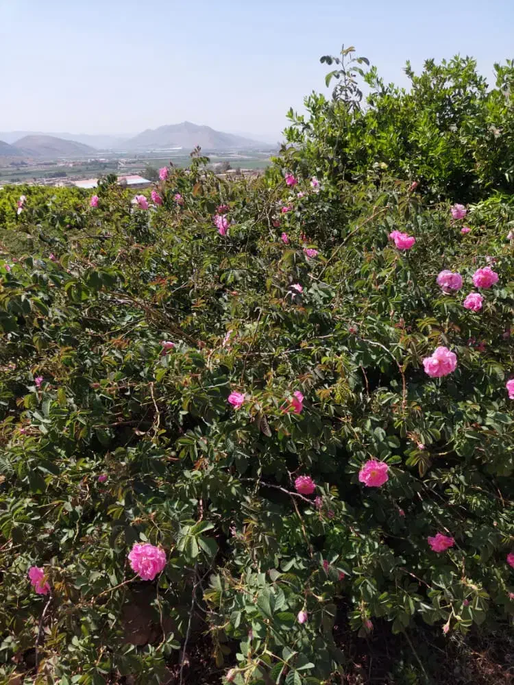 4هکتار کارگاه، باغ شهری، باغ انجیر، سوله، سردخانه|عمده‌فروشی|فیروزآباد (فارس), |دیوار