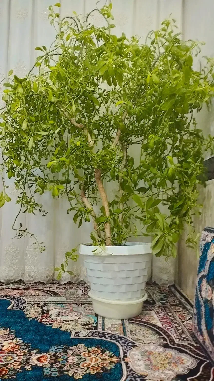 گل...|گل و گیاه طبیعی|ابهر, |دیوار