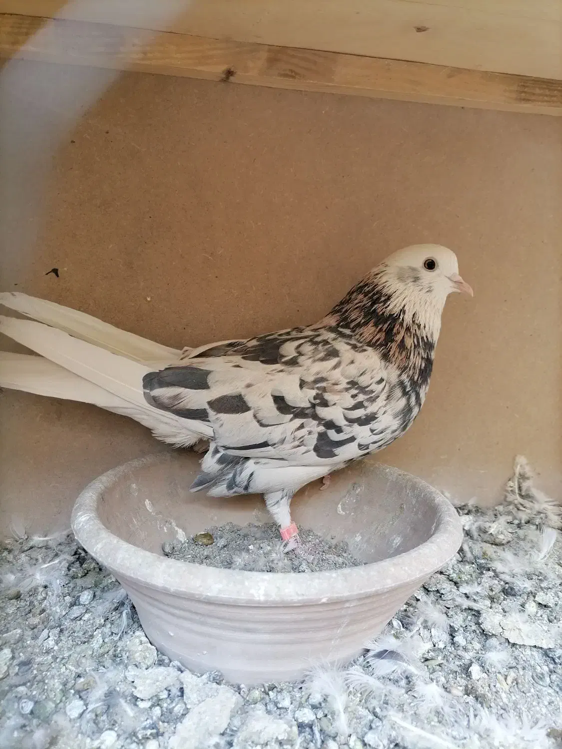 کفتر شازده سرور نر|پرنده|پاکدشت, خاتون آباد|دیوار