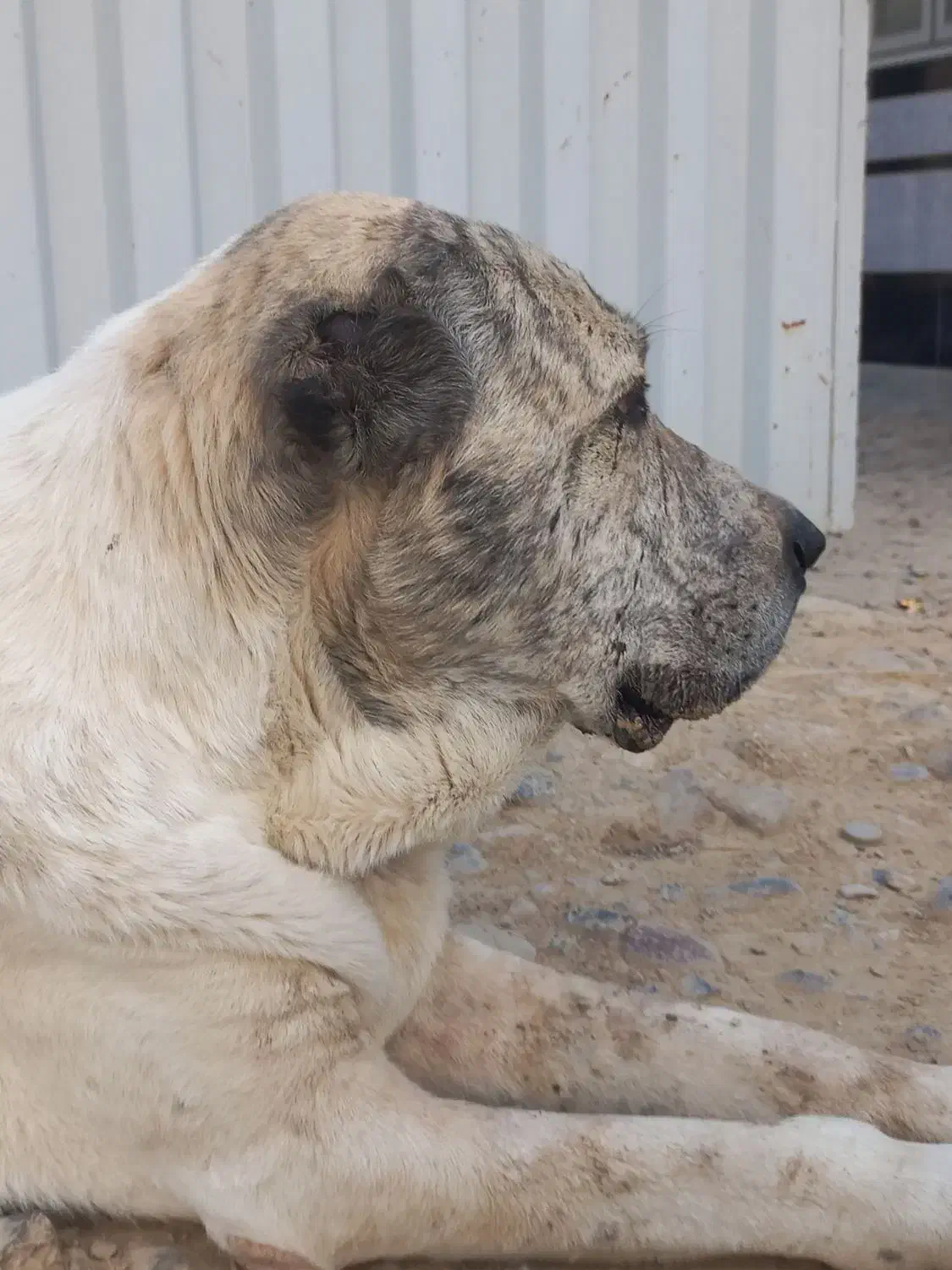 سگ آلبای نر 10میلیون|سگ|انبارآلوم, |دیوار