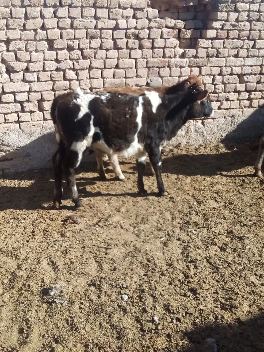 گوساله ماده|حیوانات مزرعه|اراک, |دیوار