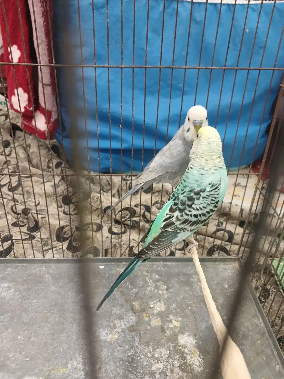 مرغ عشق|پرنده|شازند, |دیوار