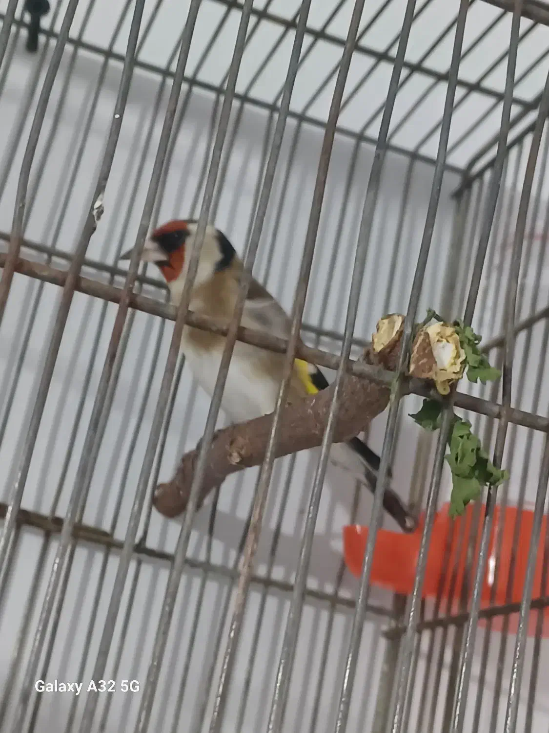 سهره|پرنده|تهران, ایوانک|دیوار