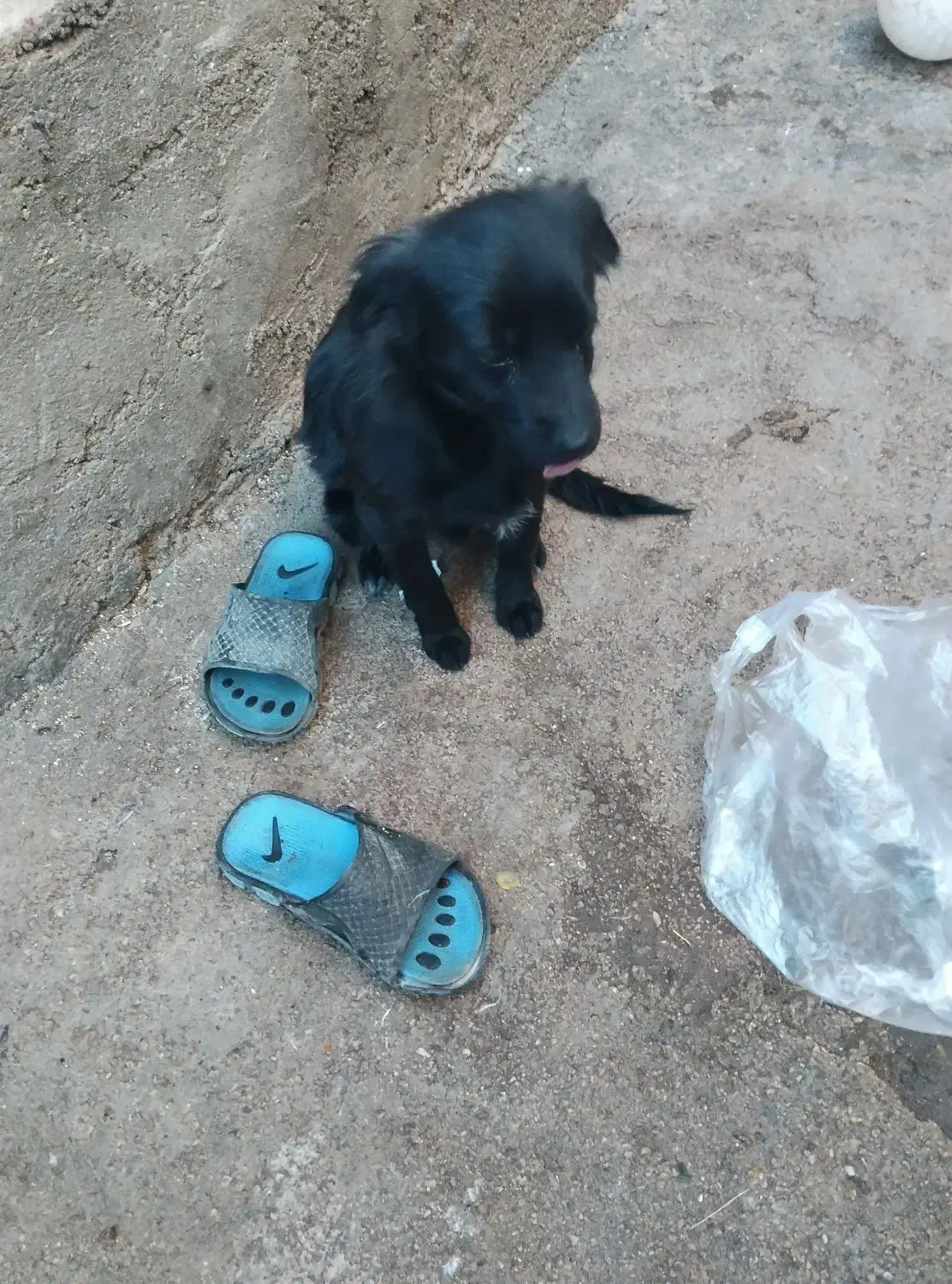 فروشی|سگ|بجنورد, |دیوار