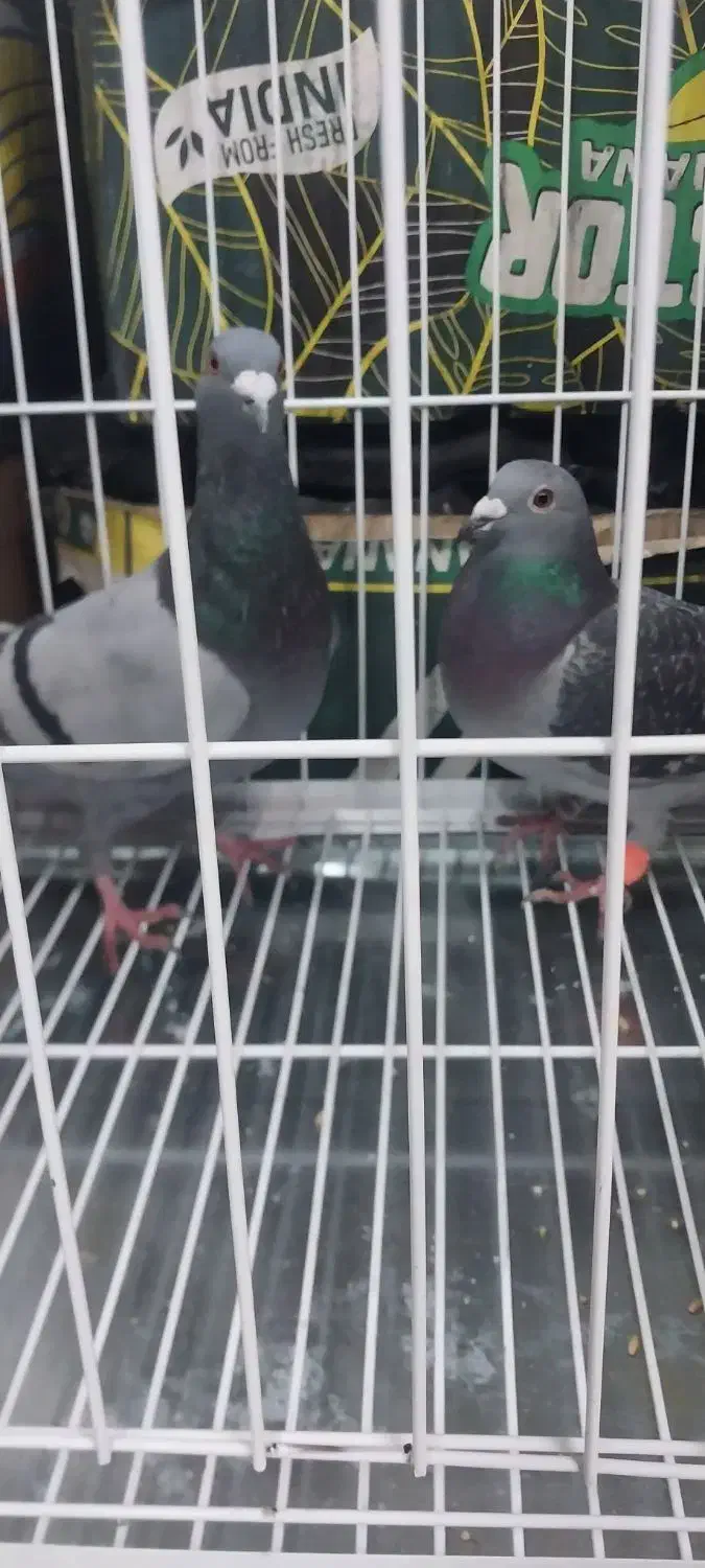 یک جفت پلاکی اصل خون پاک|پرنده|تهران, مسعودیه|دیوار