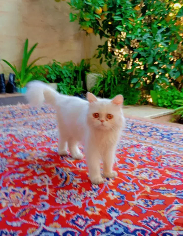 گربه پرشین همراه با دوتا بچه|گربه|گرگان, |دیوار