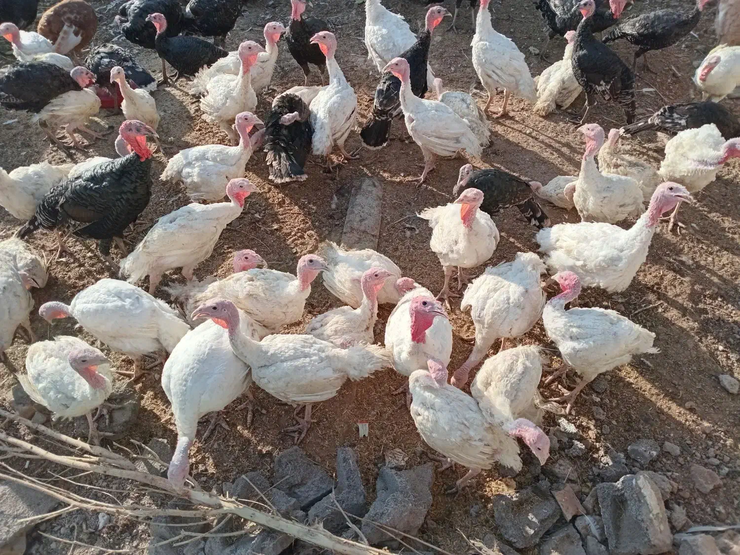 فروش بوقلمون گوشتی|حیوانات مزرعه|بوئین زهرا, |دیوار