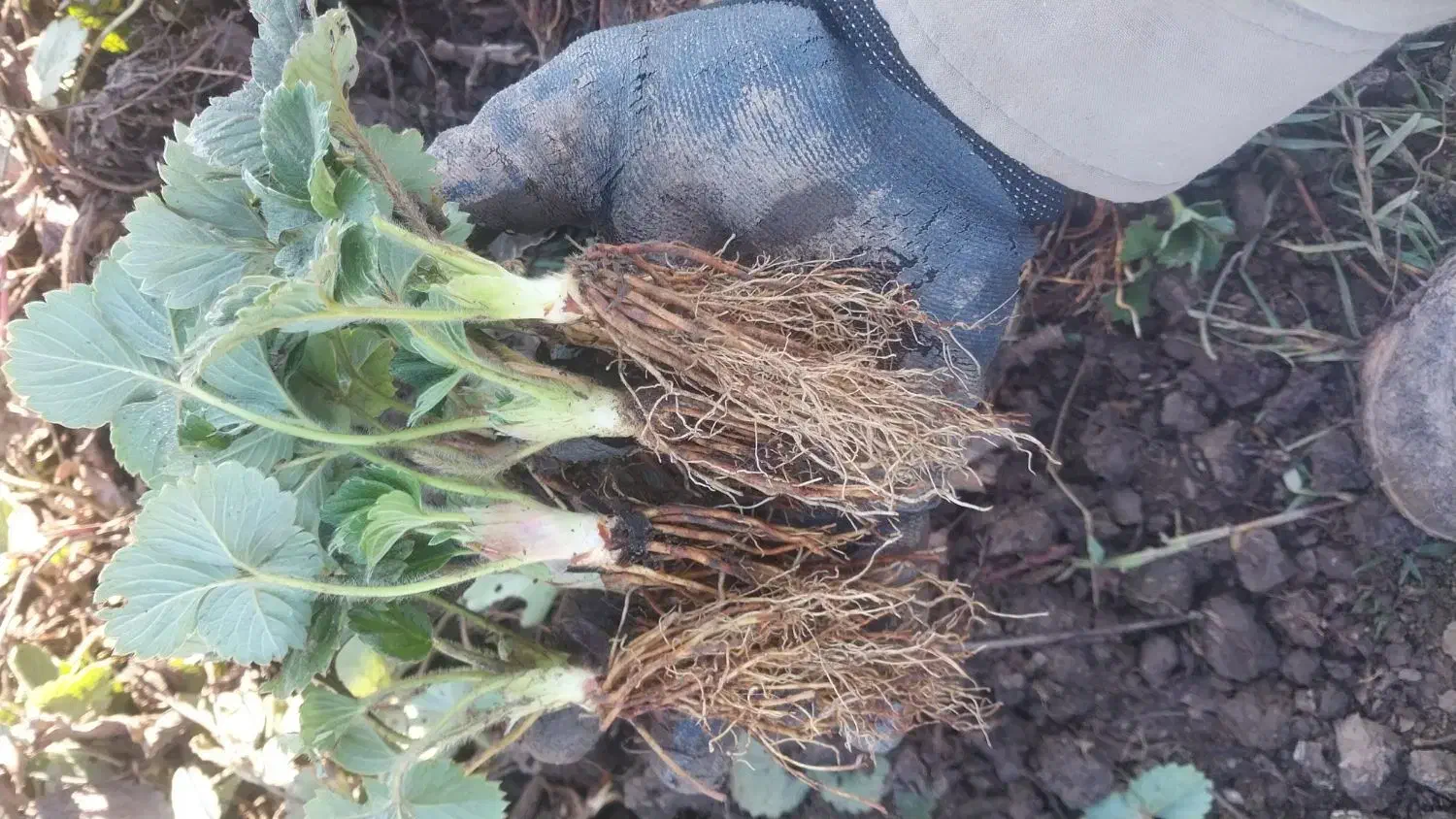 توت فرنگی نهال کاماروس‌دانه ای|حراج|خان ببین, |دیوار