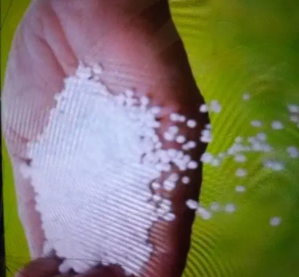 (کیمیه )کود اوره|گل و گیاه طبیعی|شادگان, |دیوار