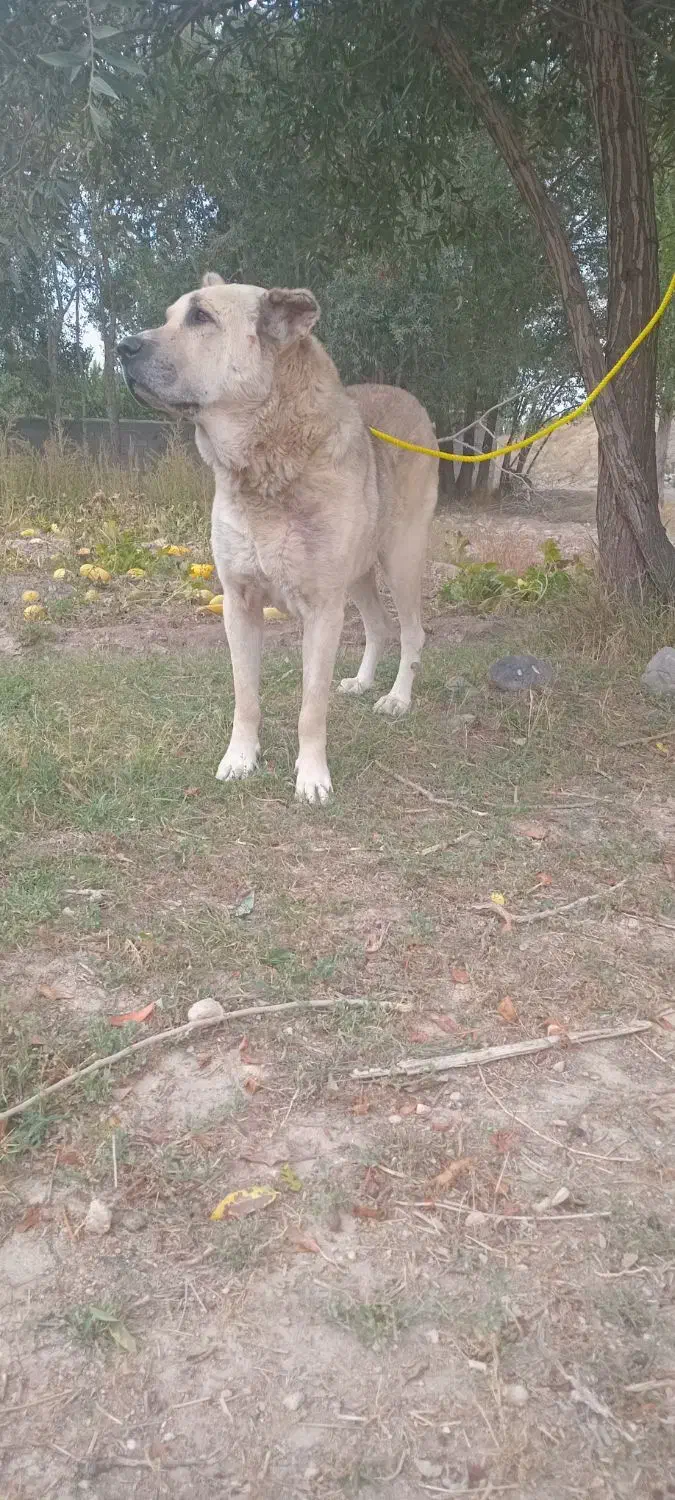 سگ گمشده|حیوانات|بستان آباد, |دیوار