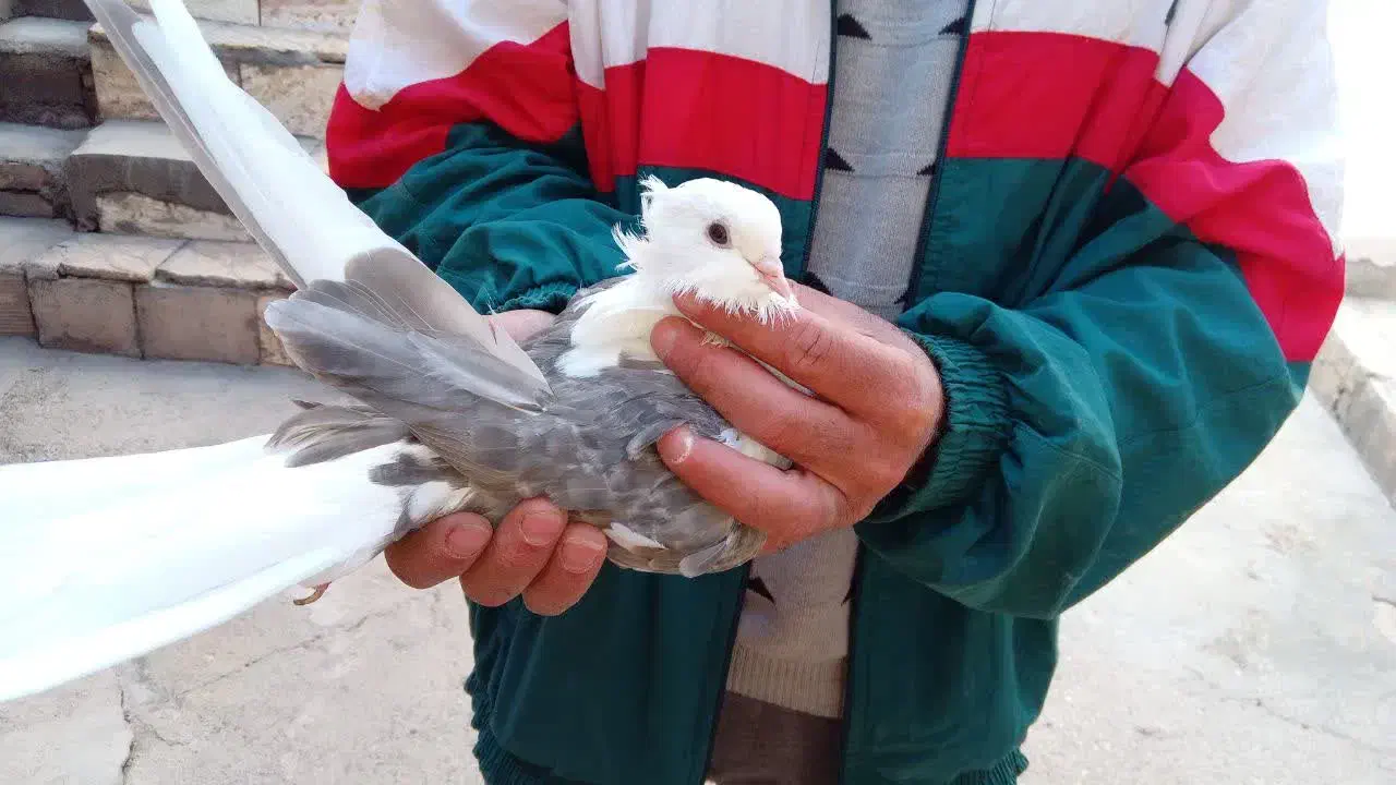 دوبالی کاکل و نوک کوتاه|پرنده|خاوران, |دیوار