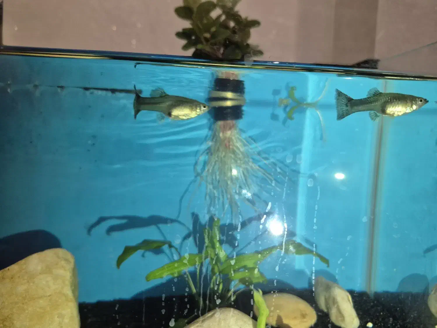 گوپی ماده مولد|ماهی|اهواز, کوی بشارت|دیوار