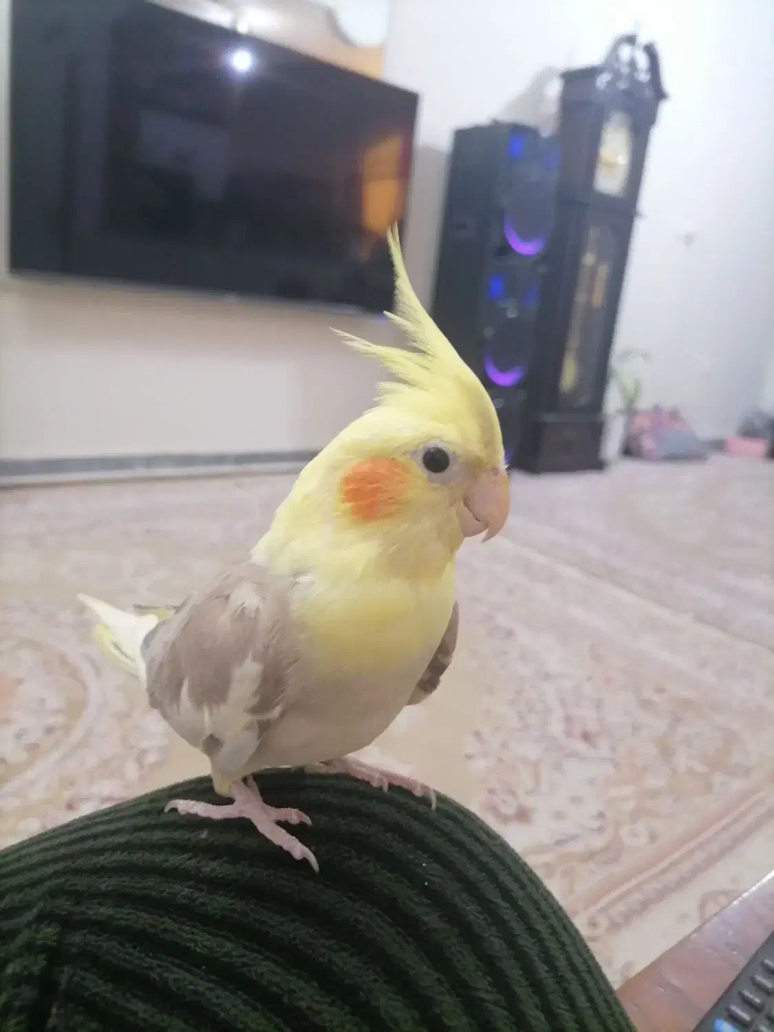 عروس هلندی|پرنده|خاوران, |دیوار