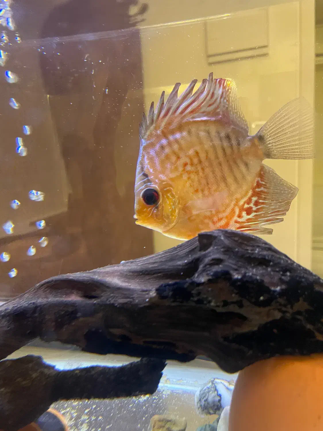 ماهی دیسکس|ماهی|تهران, دبستان|دیوار