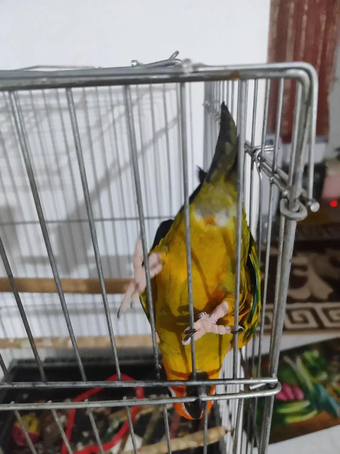 طوطی خورشیدی|پرنده|پیشوا, |دیوار