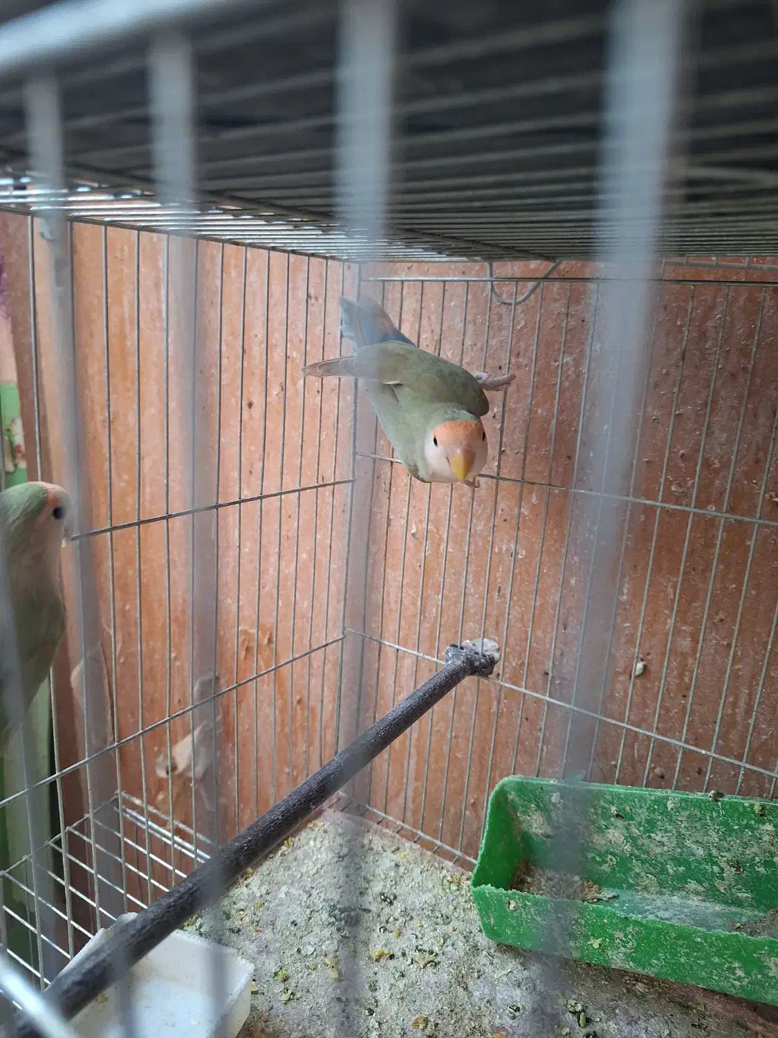 کوتوله|پرنده|شهرضا, |دیوار