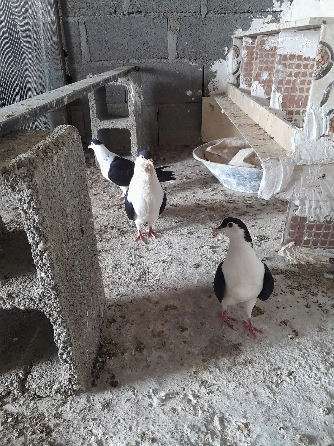 فروش کبوتر شهری افغانی|پرنده|گله دار, |دیوار