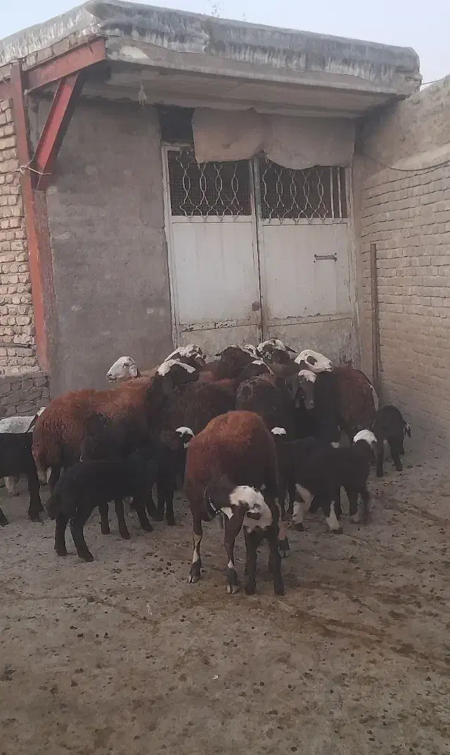 میش بره|حیوانات مزرعه|بروجرد, |دیوار