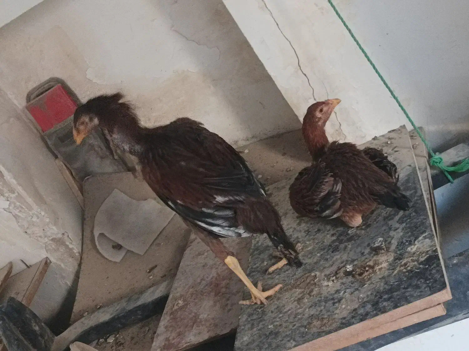 مرغ و خروس لاری|حیوانات مزرعه|بومهن, |دیوار