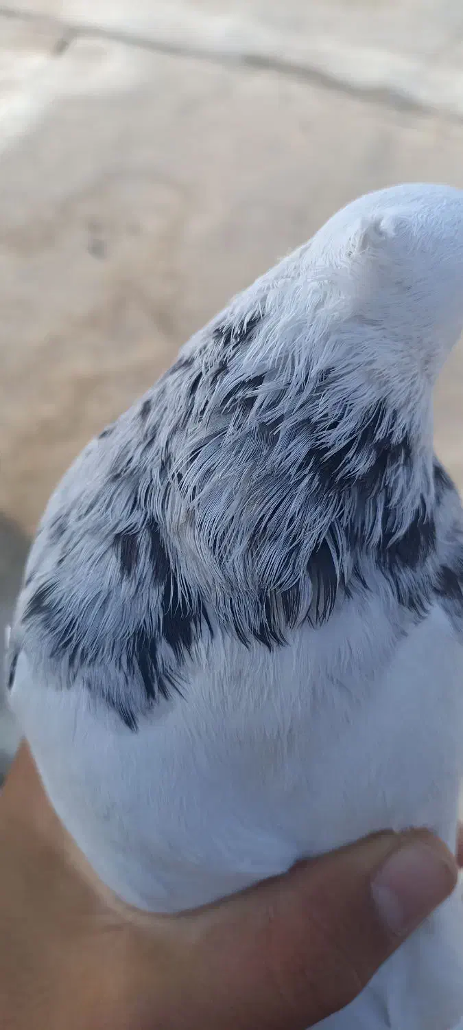 طوقی روزگاری|پرنده|سوق, |دیوار