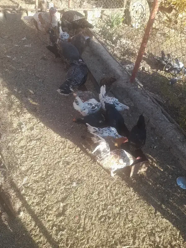 مرغ وخروس|حیوانات مزرعه|صوغان, |دیوار