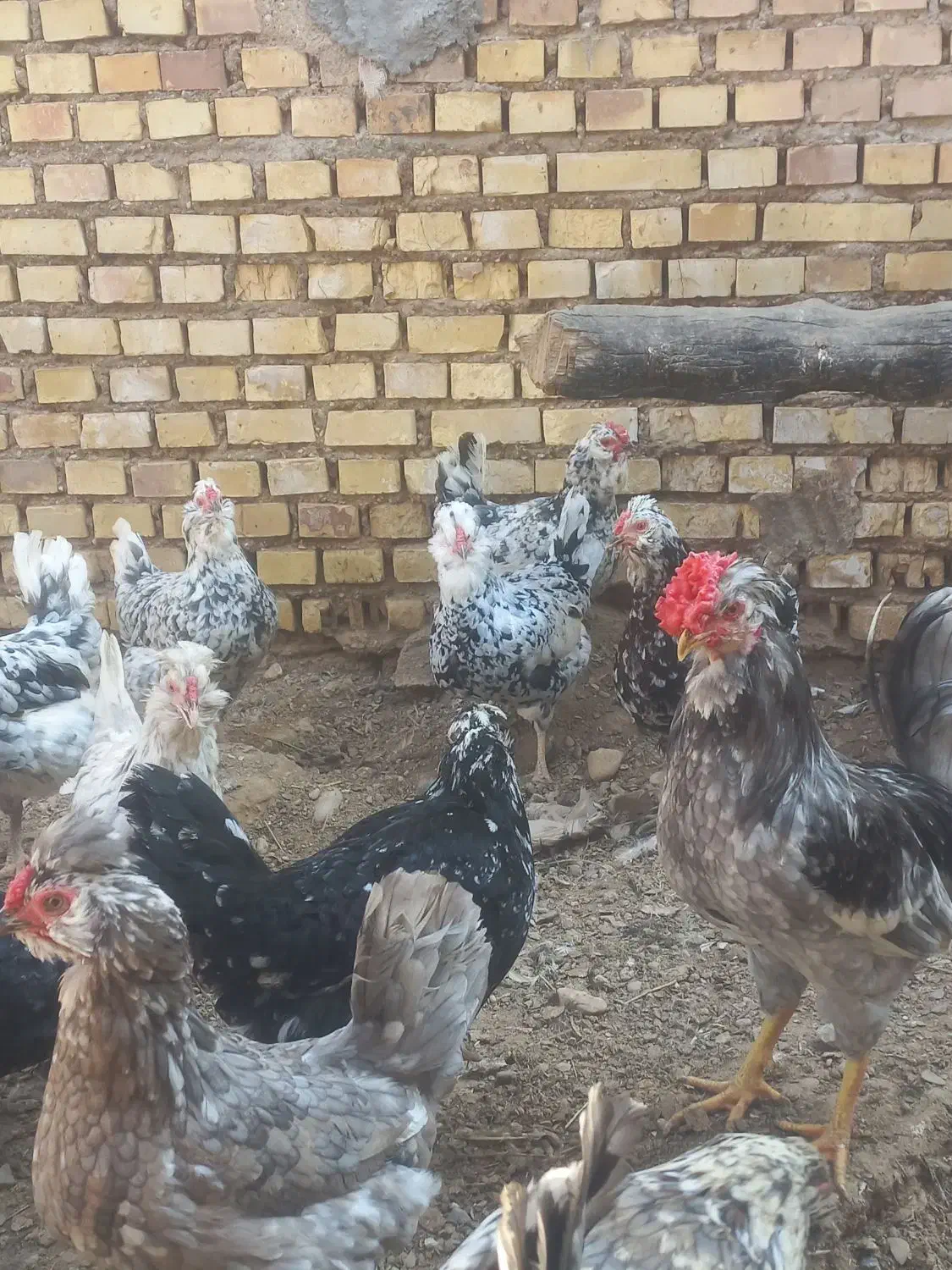 تخم مرغ گلین|خوردنی و آشامیدنی|شوشتر, |دیوار