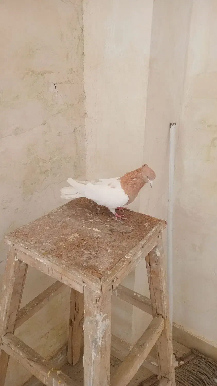 کبوتر|پرنده|بروجرد, |دیوار