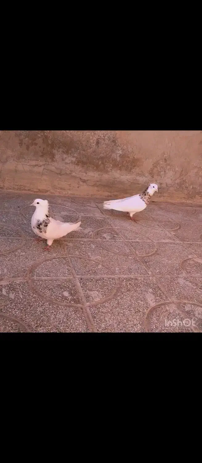 کبوتر طوقی|پرنده|سده (خراسان جنوبی), |دیوار