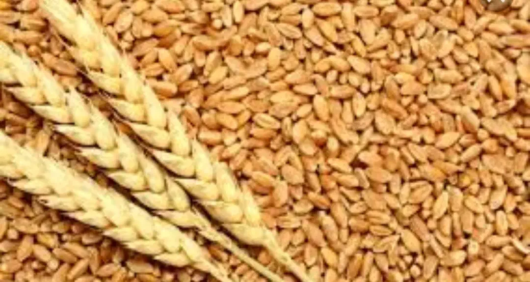 گندم پیشکام|خدمات باغبانی و درختکاری|بشاریات, |دیوار