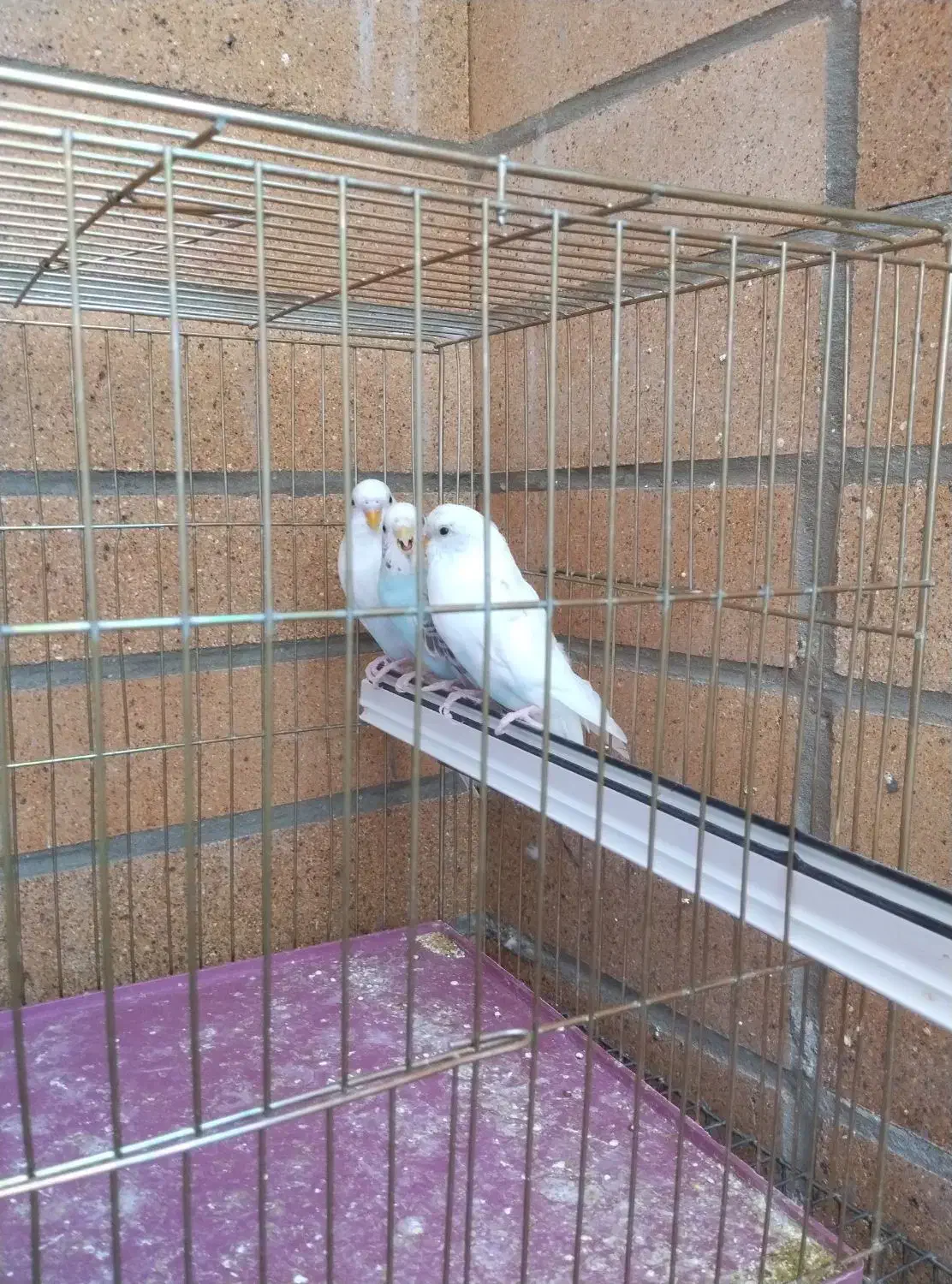 فروش 7عدد مرغ عشق انگلیسی|پرنده|شهرضا, |دیوار